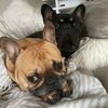frenchienowwhat