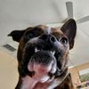 rc_dawg