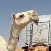 تركي ابن وديد الجلاوي✨