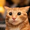 michu_1357