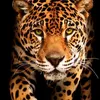 king_jaguar_paw