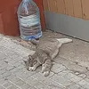 pnauta