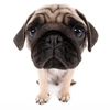 pugblazin