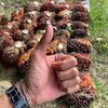 sawit_balap98