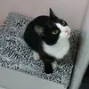 lima_mengo