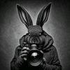 black.rabbit.photo