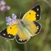 yellowbutterfly221