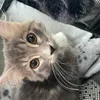 mishka_thesiberian