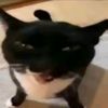 el_gatito_1939