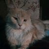 crazycatlady9111