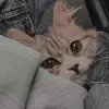 pena_268