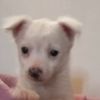 zoe.dog1