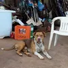 reinaldopereirama7