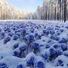 meo_2693