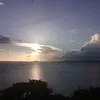 nymphaealuna8