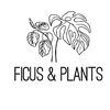 ficusandplants
