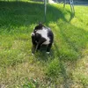 il0vecatz2much