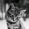 mohammad.yassin57