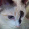 aghata_agata