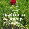 gl.akmak4