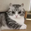 odaycokyniem01