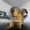 timber_the_squirrel