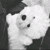 bellbrown_