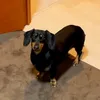choko.kinako