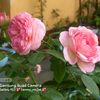 tammy_mojoe
