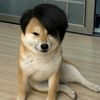 เชลล์มินิหมาด