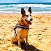 rosietheredcattledog