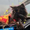 blackcatgfamily
