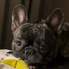 amour_french_bulldog
