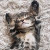 cute.kittens.of.tiktok