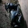 exzyy11