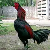 alalay_ng_hari