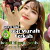 Bibit murah berkah ID