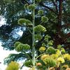 molly_seed