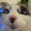 astarnamedlemon