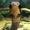 riversidereptilesec