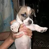 wallassygabriel