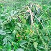 petaniindonesia263