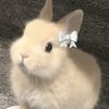 lottiechie