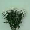 rmssa1_