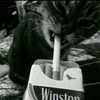 jssndnn_