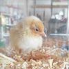 Albinita 🐣