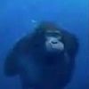fartingchimp
