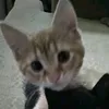 kyara_com_funeria
