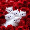 oshaahmed421