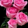 user4309763453260